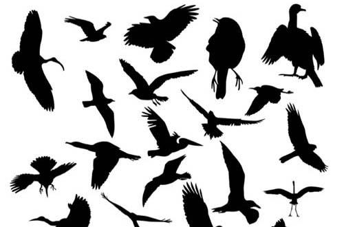 photoshop birds brushes
